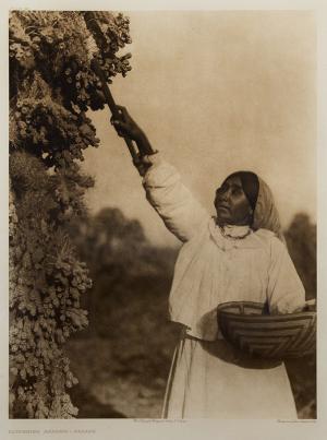 Edward Sheriff Curtis, "Gathering Hanamh- Papago, Portfolio #2, Plate #49", photogravure, 1907