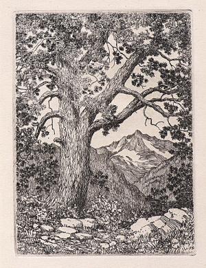 George Elbert Burr, Moraine Park, Estes Park, Colorado , Summer, etching, 1921, engraving, fine art, for sale, denver, gallery, colorado, antique, buy, purchase