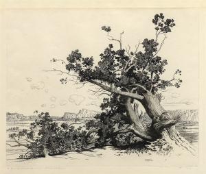 George Elbert Burr, Old Cedars, New Mexico , Desert Set, etching, circa 1921, engraving, fine art, for sale, denver, gallery, colorado, antique, buy, purchase