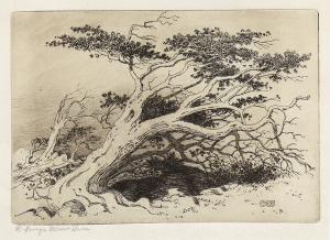 George Elbert Burr, Untitled , Bristlecone Pine, Christmas Plate, etching, circa 1915, engraving, fine art, for sale, denver, gallery, colorado, antique, buy, purchase