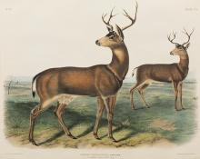 John James Audubon, "Columbian Black-tailed Deer", lithograph, 1845 painting for sale