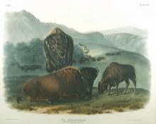 John James Audubon, "Bos Americanus (American Bison or Buffalo)", lithograph, 1845