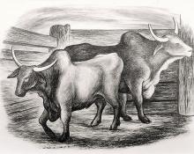 Ethel Magafan, "Untitled (Steer)", lithograph, c. 1938