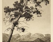 George Elbert Burr, "Leaning Pine, Estes Park (Colorado)", etching, circa 1916