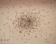 Edward Joseph Ruscha, "Swarm of Red Ants (Insect Portfolio)", serigraph/silkscreen, 1972