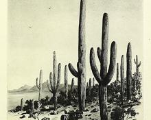 George Elbert Burr, Giant Cactus, Tucson, Arizona  , Desert Set, etching, circa 1921, engraving, fine art, for sale, denver, gallery, colorado, antique, buy, purchase
