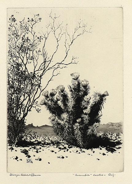 George Elbert Burr, Cucumber Cactus, Arizona, etching, circa 1925, engraving, fine art, for sale, denver, gallery, colorado, antique, buy, purchase