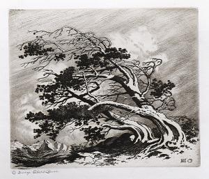 George Elbert Burr, Pines in Wind, Estes Park , Pines In Winter, Colorado, etching, circa 1910-1920, engraving, fine art, for sale, denver, gallery, colorado, antique, buy, purchase