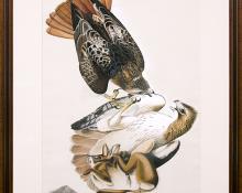 John James Audubon original vintage print for sale, "Red Tail Hawk", Plate 51 from The Birds of America, hand-colored, aquatint, engraving, 1827-1839