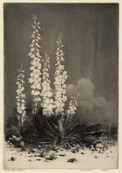 George Elbert Burr, "Soapweed, Arizona; edition of 40 (from the Desert Set)", etching, c. 1921