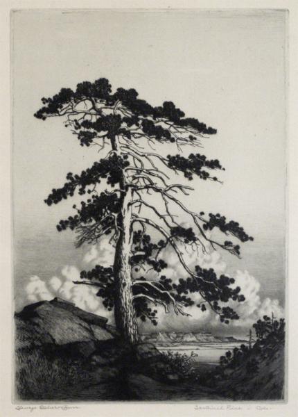 George Elbert Burr, "Sentinel Pine, Colorado; edition of 200", etching, c. 1915 painting for sale