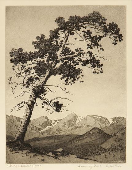 George Elbert Burr, "Leaning Pine, Estes Park (Colorado)", etching, circa 1916