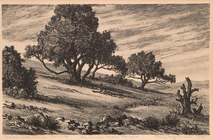 Percy Hagerman, "Cedars with Stump", lithograph, 1944