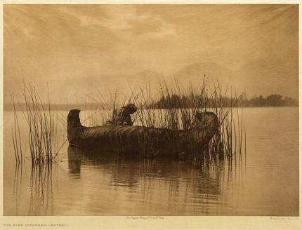 Edward Sheriff Curtis, "The Rush Gatherer- Kutenai, Portfolio #7, Plate #255", photogravure, 1910