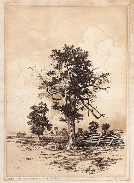 George Elbert Burr, Old Oaks, etching, 1920, engraving, fine art, for sale, denver, gallery, colorado, antique, buy, purchase