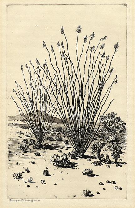 George Elbert Burr, Ocotillo, Arizona, etching, circa 1925, engraving, fine art, for sale, denver, gallery, colorado, antique, buy, purchase